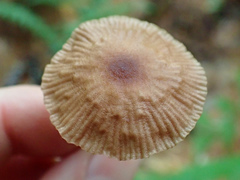 Collybiopsis subnuda
