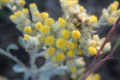 Helichrysum lepidissimum