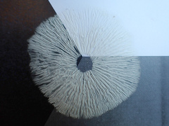Collybiopsis subnuda