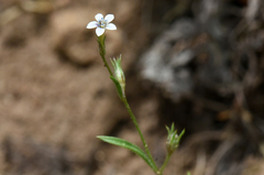 Allophyllum capillare