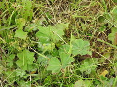 Alchemilla propinqua