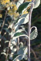Helichrysum lepidissimum
