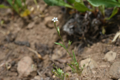 Allophyllum capillare