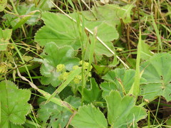 Alchemilla propinqua