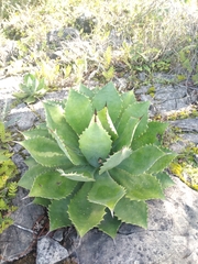 Agave hiemiflora