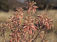 Aloe greatheadii greatheadii
