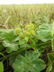 Alchemilla propinqua