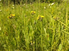 Pilosella novosibirskensis