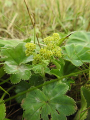 Alchemilla propinqua