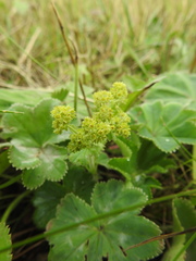 Alchemilla propinqua