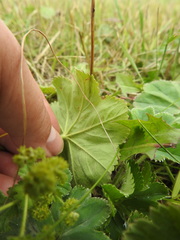 Alchemilla propinqua