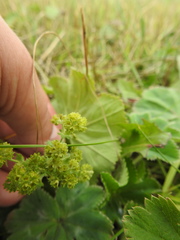 Alchemilla propinqua