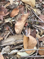 Dasymutilla araneoides