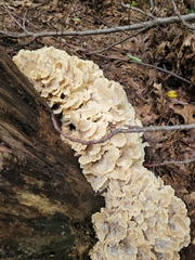 Meripilus sumstinei