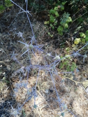 Eryngium amethystinum
