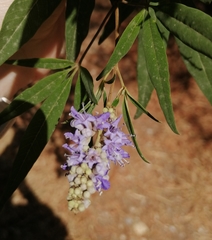 Vitex agnus-castus