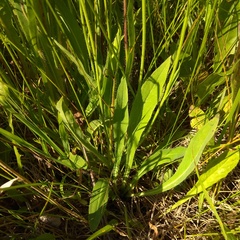 Pilosella novosibirskensis
