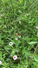 Phyciodes graphica