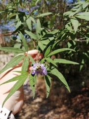 Vitex agnus-castus