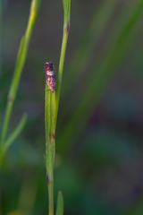 Dichrorampha agilana
