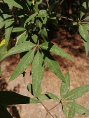 Vitex agnus-castus