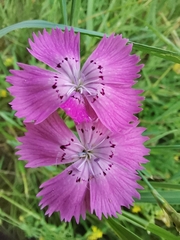Dianthus chinensis