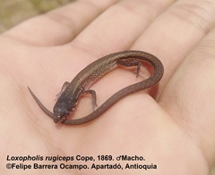Loxopholis rugiceps