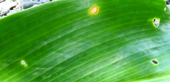 Costus asteranthus