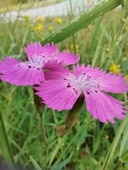 Dianthus chinensis