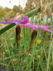 Dianthus chinensis