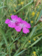 Dianthus chinensis