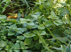 Asystasia gangetica