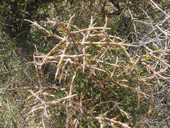 Coprosma rugosa