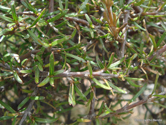 Coprosma rugosa
