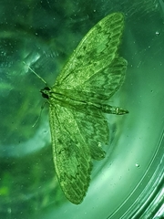 Anania lancealis