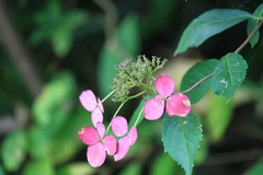 Hydrangea chinensis