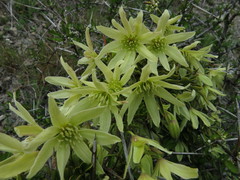 Clematis forsteri