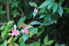 Hydrangea chinensis