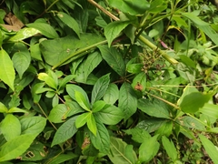 Hydrangea chinensis