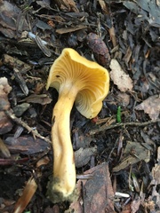 Parvocantharellus