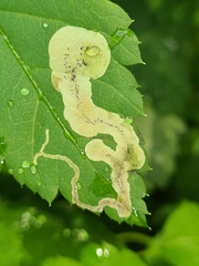 Agromyza spiraeoidearum