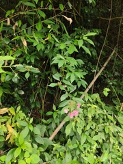 Hydrangea chinensis