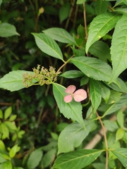 Hydrangea chinensis