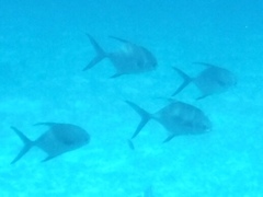 Trachinotus falcatus
