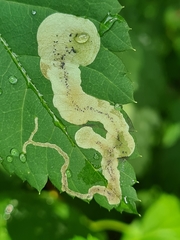 Agromyza spiraeoidearum