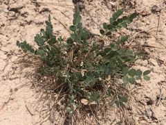 Astragalus megacarpus