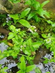 Nasturtium officinale
