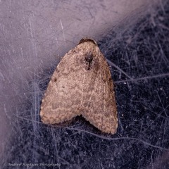 Anachrostis
