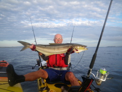 Rachycentron canadum