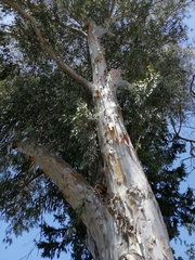 Eucalyptus